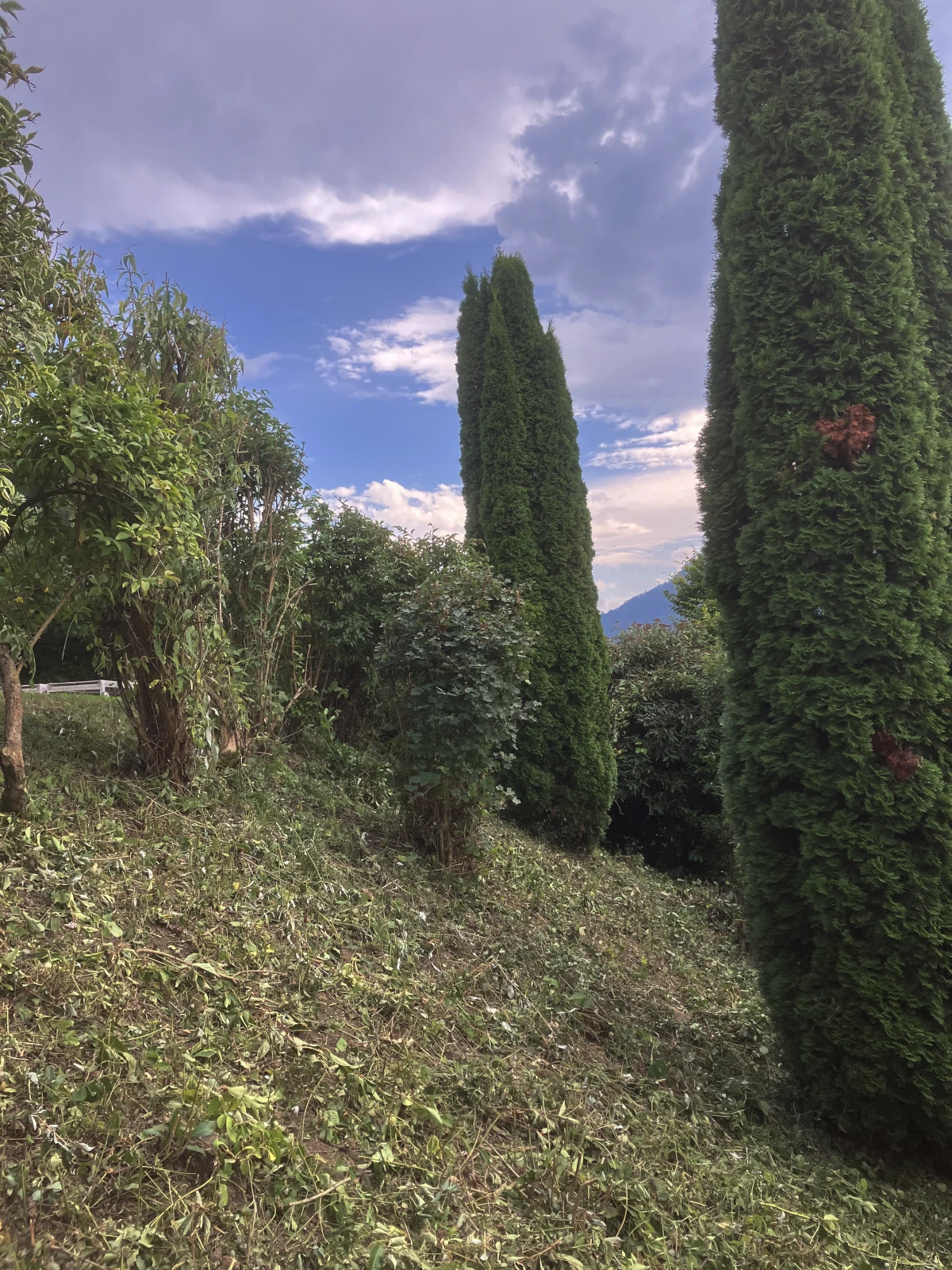 Ein Garten an einem Hang mit Büschen und Bäumen. Gras und Pflanzen wurden frisch geschnitten.