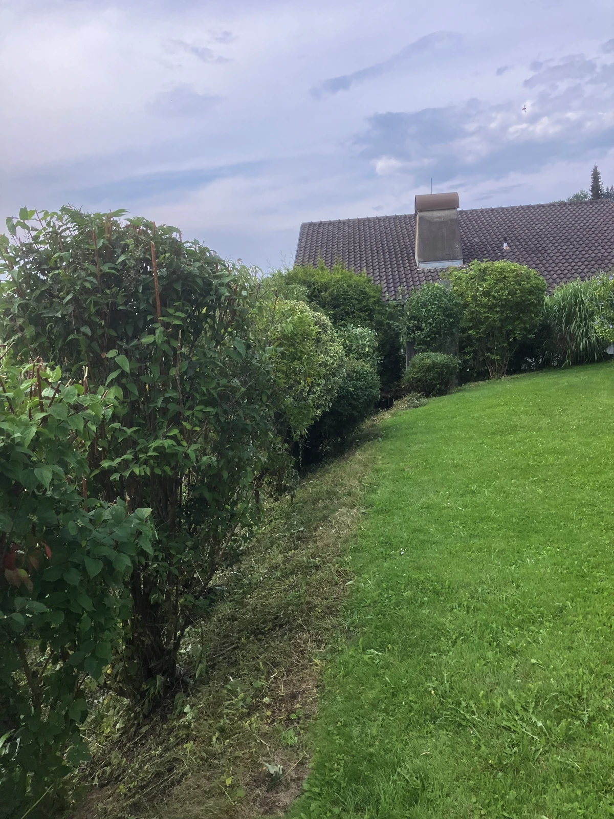 Ein Garten an einem Hang mit Büschen und Bäumen. Gras und Pflanzen wurden frisch geschnitten.
