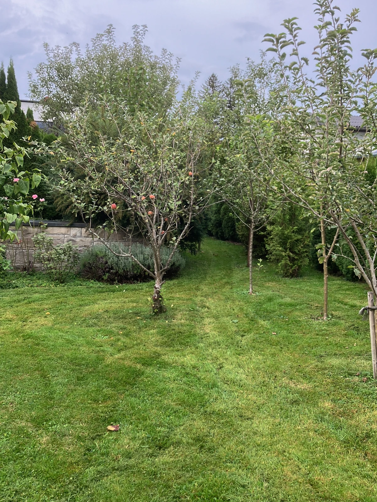 Ein Obstgarten mit einem frisch gemähte Rasen.