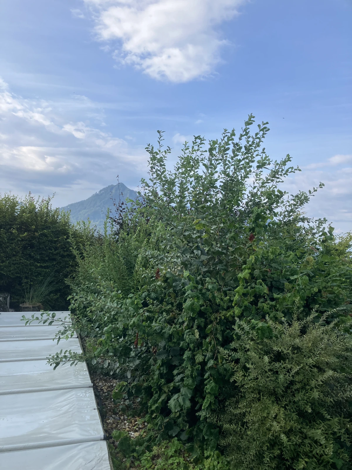 Eine Hecke an einem Kiesplatz. Überwächst den Kiesplatz.